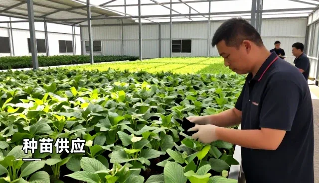 仓储保鲜帮助客户实现种苗供应目标